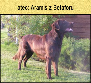 Aramis z Betaforu
