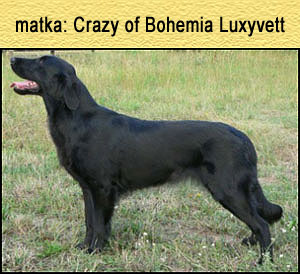 Crazy of Bohemia Luxyvett