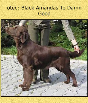 Black Amandas To Damn Good